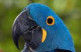 /album/arara/arara-2-jpg/